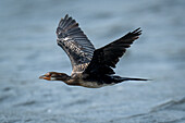 Nahaufnahme eines Schilfkormorans (Microcarbo africanus), der über einen ruhigen Fluss fliegt und seine Flügel hebt, Chobe-Nationalpark, Chobe, Botsuana