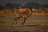 Nahaufnahme einer Pferdeantilope (Hippotragus equinus), die an einer Herde Impalas (Aepyceros melampus) im Chobe-Nationalpark, Chobe, Botswana, vorbeigaloppiert