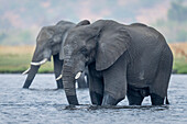 Close-up of two,African bush elephants (Loxodonta africana) standing in the river,drinking water in Chobe National Park,Chobe,Botswana