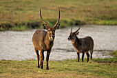 Zwei männliche Wasserböcke (Kobus ellipsiprymnus), die auf einer Insel am Fluss stehen und in die Kamera schauen, Chobe National Park, Chobe, Botswana