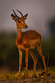 Nahaufnahme eines jungen, männlichen Impalas (Aepyceros melampus) am Horizont im Chobe-Nationalpark, Chobe, Botswana
