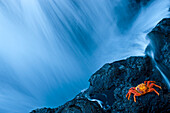 Wasser von einem Wasserfall, der an einer Felsklippe vorbeifließt, auf der sich eine Krabbe ausruht, San Salvador Island, Galapagos, Ecuador