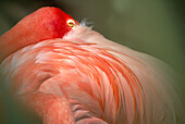 Anmutiger Flamingo mit dem Kopf über der Schulter in einem Zoo, San Diego, Kalifornien, Vereinigte Staaten von Amerika