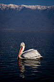 Dalmatian pelican (Pelecanus crispus) floats on lake near mountains,Central Macedonia,Greece