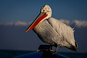 Dalmatian pelican (Pelecanus crispus) perches on bow of boat with snow-capped mountains in the distance,Central Macedonia,Greece