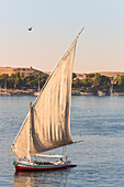 Felucca traveling on the River Nile with the tombs of nobles and Qubbet el-Hawa in the background on the western bank of the river while a bird flies by,Aswan,Egypt,Africa