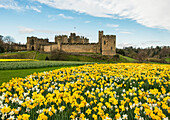 Weiße und gelbe Narzissen am Rande von Alnwick Castle, Northumberland, England