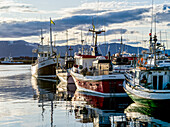 Fischerboote im Hafen von Husavik,Nordurthing,Nordöstliche Region,Island