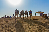 Camels,tour guides and riders at the Giza Pyramid Complex,Giza Plateau,Ancient Egypt,Giza,Egypt