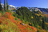 Herbstfarben im Paradise Park mit Blick auf den Mount Rainier,Washington,Vereinigte Staaten von Amerika