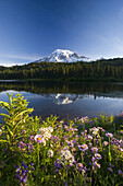 Snow-covered Mount Rainier,with wildflowers on the shore and a reflection in the water,Washington,United States of America