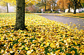 Goldenes Laub auf dem Boden entlang eines gepflasterten Weges in einem Park im Herbst, Portland, Oregon, Vereinigte Staaten von Amerika