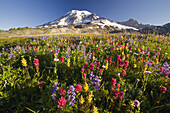 Snow-covered Mount Rainier against a blue sky with wildflowers in the foreground,Paradise,Washington,United States of America
