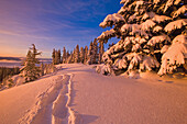 Fußspuren, die durch unberührten Schnee auf dem Mount Hood in der Morgendämmerung führen, mit warmem, farbigem Sonnenlicht, das sich auf dem Schnee spiegelt, Oregon, Vereinigte Staaten von Amerika