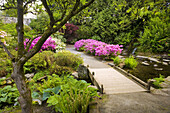 Blühende rosa Rhododendren und ein Steg über einen Teich, Crystal Springs Rhododendron Garden, Portland, Oregon, Vereinigte Staaten von Amerika