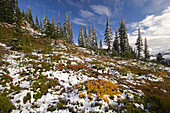 Herbstfarbenes Laub und Spuren von Schnee an einem Berghang in der Cascade Range, Mount Rainier National Park, Washington, Vereinigte Staaten von Amerika