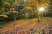 Sonnenstrahl, der durch einen herbstlich gefärbten Wald scheint, Happy Valley, Oregon, Vereinigte Staaten von Amerika