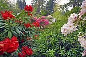 Blühende Rhododendren im Crystal Springs Rhododendron Garden,Portland,Oregon,Vereinigte Staaten von Amerika