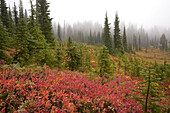 Herbstfarben in einem Wald mit Nebel, Mount Rainier National Park, Washington, Vereinigte Staaten von Amerika