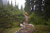 Hirsche grasen entlang eines Weges auf dem Mount Rainier, Mount Rainier National Park, Washington, Vereinigte Staaten von Amerika
