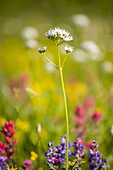 Nahaufnahme von blühenden Wildblumen, Mount Rainier National Park, Washington, Vereinigte Staaten von Amerika