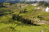 Grüne Vegetation und Bäume an den Hängen des Mount Rainier, Mount Rainier National Park, Paradise, Washington, Vereinigte Staaten von Amerika