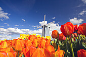 Windmühle und blühende Tulpen auf der Wooden Shoe Tulip Farm, Oregon, Vereinigte Staaten von Amerika