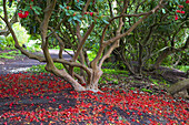 Rhododendron-Blütenblätter auf dem Boden unter einem Baum an einem Weg im Crystal Springs Rhododendron Garden, Portland, Oregon, Vereinigte Staaten von Amerika