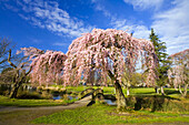 Blühender Kirschbaum in einem Park und eine Fußgängerbrücke über einen Bach mit Spiegelungen, Portland,Oregon,Vereinigte Staaten von Amerika