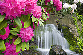 Rhododendrons in bloom with a waterfall in the background in the Pacific Northwest,Oregon,United States of America