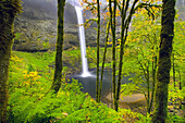 Wasserfall in einen Pool in einem üppigen Wald, South Falls im Silver Falls State Park, Oregon, Vereinigte Staaten von Amerika