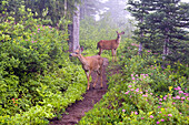 Deer on a path in a foggy forest,Mount Rainier National Park,Washington,United States of America