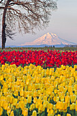 Brightly coloured tulips of Wooden Shoe Tulip Farm and a view of Mount Hood covered in snow in the background,Woodburn,Oregon,United States of America