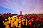 Windmühle auf der Wooden Shoe Tulip Farm bei Sonnenuntergang mit blühenden Tulpen im Vordergrund, Oregon, Vereinigte Staaten von Amerika