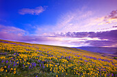 Blossoming wildflowers at sunrise in a meadow,Columbia River Gorge,Oregon,United States of America