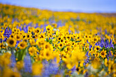 Wiese mit gelben und violetten Wildblumen in Hülle und Fülle vor blauem Himmel,Columbia River Gorge,Oregon,Vereinigte Staaten von Amerika