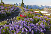 Wildblumen säumen einen Wanderweg im Mount Rainier National Park, Paradise, Washington, Vereinigte Staaten von Amerika