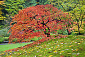 Herbstfarbenes Laub und ein Weg durch den Japanischen Garten von Portland, Portland, Oregon, Vereinigte Staaten von Amerika