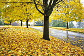 Nasse Straße, gesäumt von Bäumen mit goldenem Laub im Herbst, Pazifischer Nordwesten, Oregon, Vereinigte Staaten von Amerika