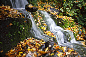 Wasserfall mit Herbstlaub im Herbst,Pazifischer Nordwesten,Oregon,Vereinigte Staaten von Amerika