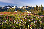 Wildblumen auf einer Wiese und der schneebedeckte Mount Rainier, Mount Rainier National Park, Paradise, Washington, Vereinigte Staaten von Amerika