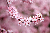 Kirschblüten auf einem Zweig mit unscharfem Hintergrund, Portland, Oregon, Vereinigte Staaten von Amerika