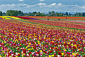 People visiting Wooden Shoe Tulip Farm and standing in the fields amongst the colourful blossoming tulips,Woodburn,Oregon,United States of America