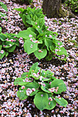 Pflanzen und Boden bedeckt mit abgefallenen Kirschblütenblättern, Crystal Springs Rhododendron Garden, Portland, Oregon, Vereinigte Staaten von Amerika