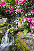 Waterfalls cascading down a mossy landscape with lush foliage and blossoming rhododendrons at Crystal Springs Rhododendron Garden,Portland,Oregon,United States of America