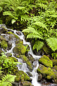 Wasser, das durch eine moosbewachsene Landschaft mit üppigen Farnen im Crystal Springs Rhododendron Garden fließt, Portland, Oregon, Vereinigte Staaten von Amerika