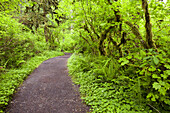 Trail in a lush forest in Silver Falls State Park,Oregon,United States of America