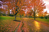 Nasse Straße mit Blattresten und buntem Laub an den Bäumen im Herbst, Happy Valley, Oregon, Vereinigte Staaten von Amerika