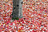 Laubreste von gefallenen roten Blättern, die den Boden am Fuße eines Baumes im Herbst bedecken, Oregon, Vereinigte Staaten von Amerika