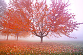 Baum mit rotem Laub im Herbstnebel im pazifischen Nordwesten, Happy Valley, Oregon, Vereinigte Staaten von Amerika